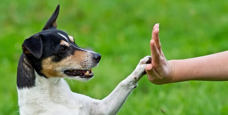 dog-trainer