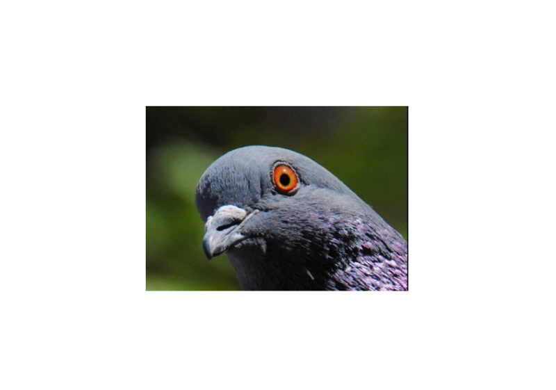 the-pigeon
